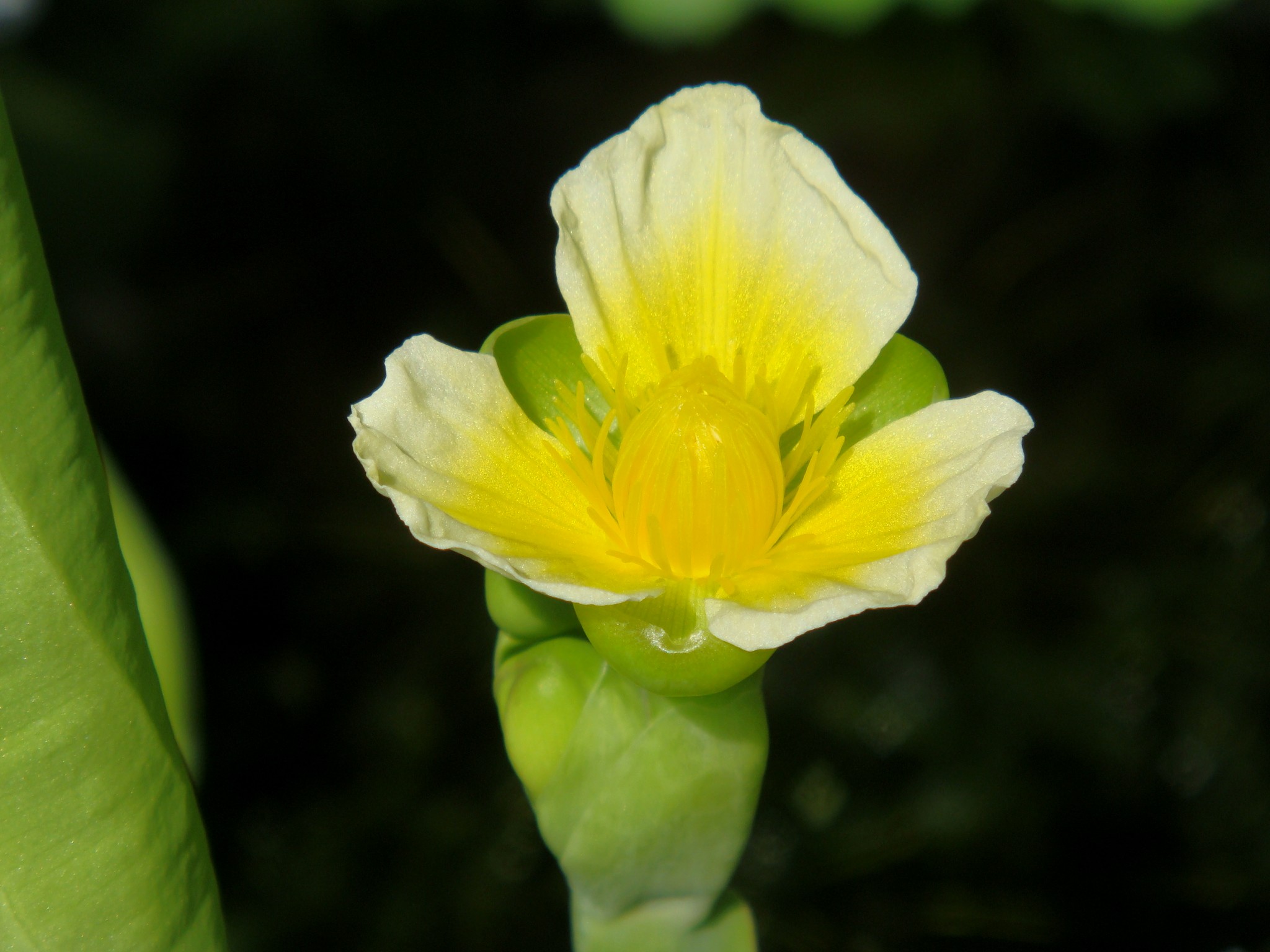 Aleksandra Zaxarova yalangoch video